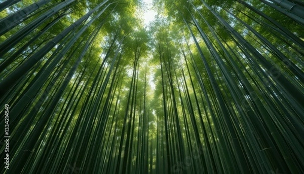 Fototapeta Lush Bamboo Forest with Sunlight Filtering Through Green Canopy