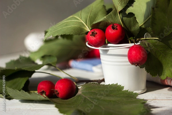 Obraz Red berries of Crataegus intricata (known by the common names Copenhagen hawthorn) in a white decorative bucket