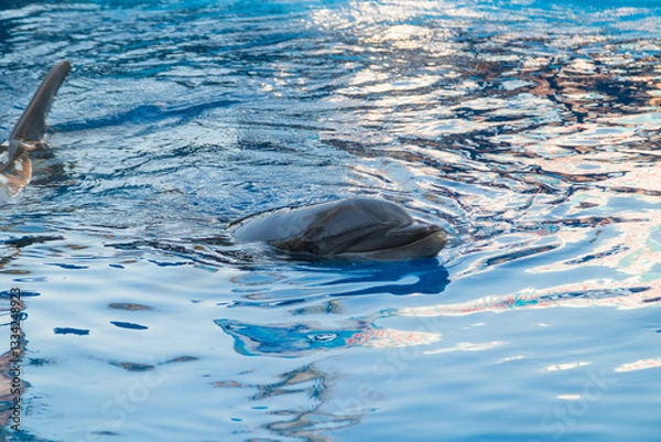 Fototapeta Dolphins surfacing in blue water pool