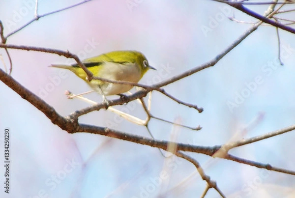 Fototapeta メジロと青空