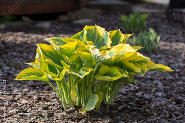 Obraz Hosta - an ornamental plant for modern landscaping park and garden design. Hosta (Funkia, plantain lilies) in the garden. Close-up green and white leaves.