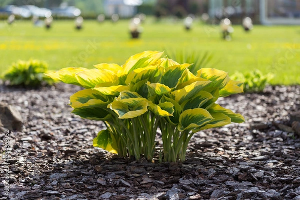 Fototapeta Hosta - an ornamental plant for modern landscaping park and garden design. Hosta (Funkia, plantain lilies) in the garden. Close-up green and white leaves.