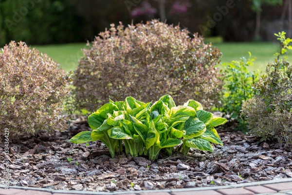Obraz Hosta - an ornamental plant for modern landscaping park and garden design. Hosta (Funkia, plantain lilies) in the garden. Close-up green and white leaves.