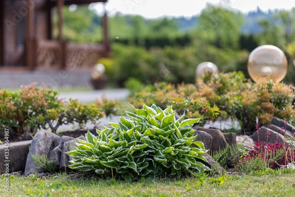 Obraz Hosta - an ornamental plant for modern landscaping park and garden design. Hosta (Funkia, plantain lilies) in the garden. Close-up green and white leaves.