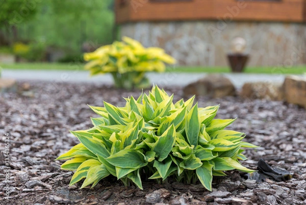 Fototapeta Hosta - an ornamental plant for modern landscaping park and garden design. Hosta (Funkia, plantain lilies) in the garden. Close-up green and white leaves.
