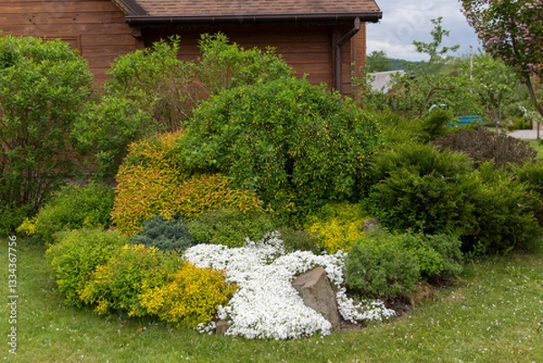 Obraz Flowering carpet Phlox subulata (creeping phlox, moss phlox) in a modern garden. Groundcover flowering plant Phlox subulata in modern landscaping. White and pink carpet of flowers creeping phlox