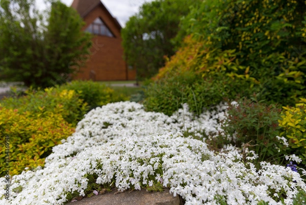 Fototapeta Flowering carpet Phlox subulata (creeping phlox, moss phlox) in a modern garden. Groundcover flowering plant Phlox subulata in modern landscaping. White and pink carpet of flowers creeping phlox