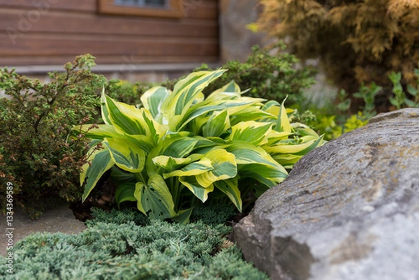 Obraz Hosta - an ornamental plant for modern landscaping park and garden design. Hosta (Funkia, plantain lilies) in the garden. Close-up green and white leaves.