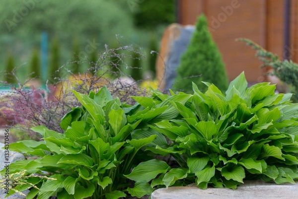 Fototapeta Hosta - an ornamental plant for modern landscaping park and garden design. Hosta (Funkia, plantain lilies) in the garden. Close-up green and white leaves.