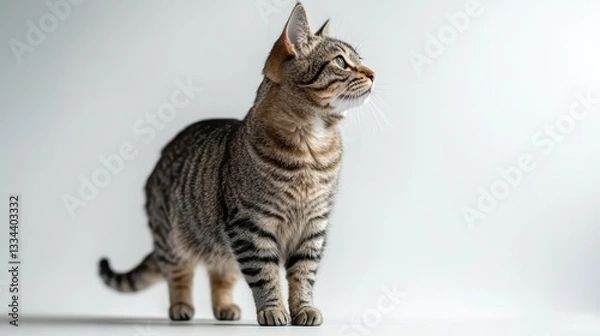 Fototapeta Adorable tabby cat attentively looking upward with its striking striped coat and green eyes against clean studio background, capturing its inquisitive nature
