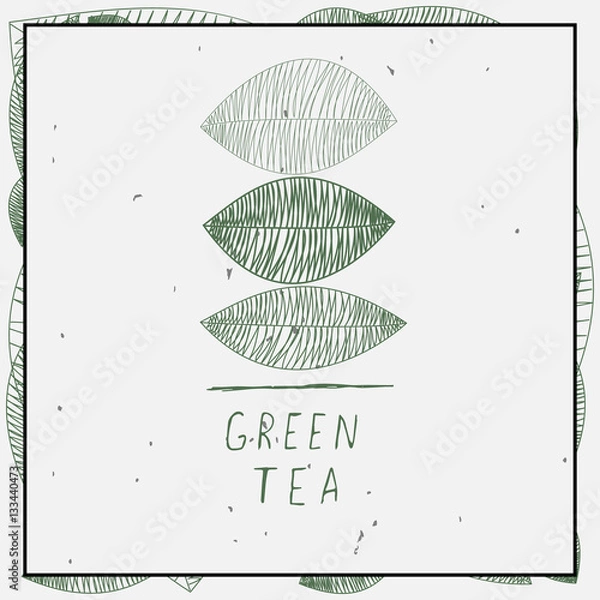 Obraz Вектор с листьями и словами зеленый чай на белом фоне в рамке
