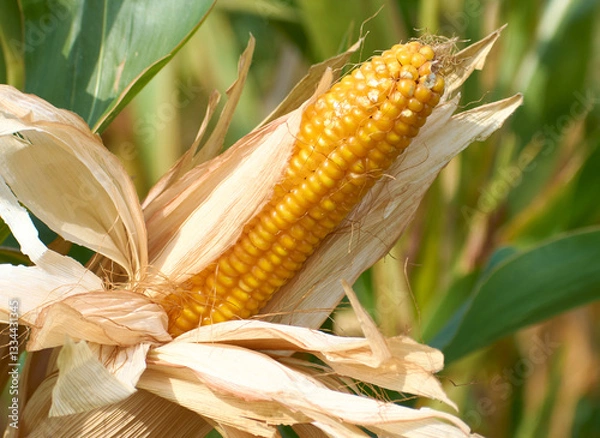 Obraz corn cobs on the field in Romania