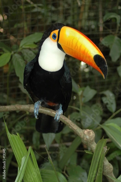 Obraz toucan