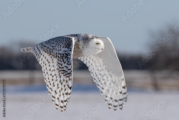 Fototapeta Snowy owl (Bubo scandiacus) flies low over hunting an open snowy field in winter in Ottawa, Canada	