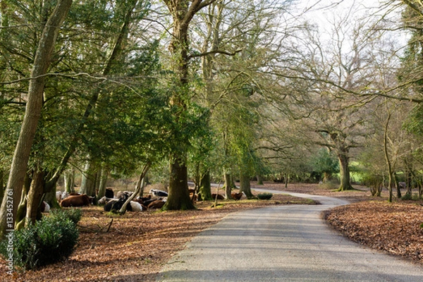 Fototapeta Herd of cattle in New Forest National Park. Herd of free roaming cows resting in woodland in southern England, UK