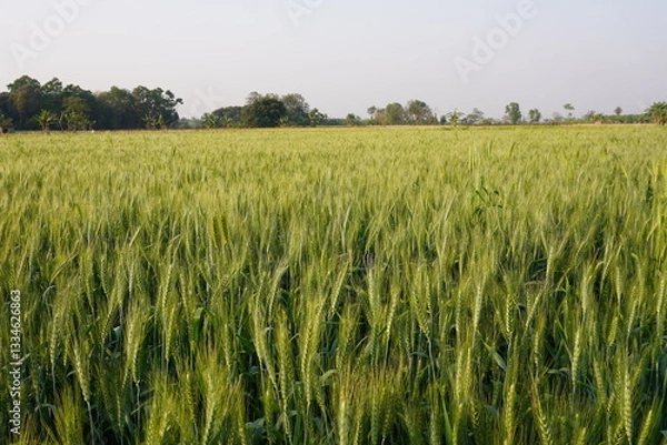 Fototapeta A field of a grain crop, likely triticale, wheat, or barley with trees and sky background