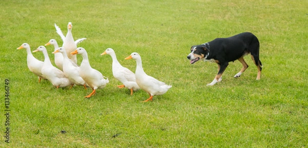 Fototapeta fight the system