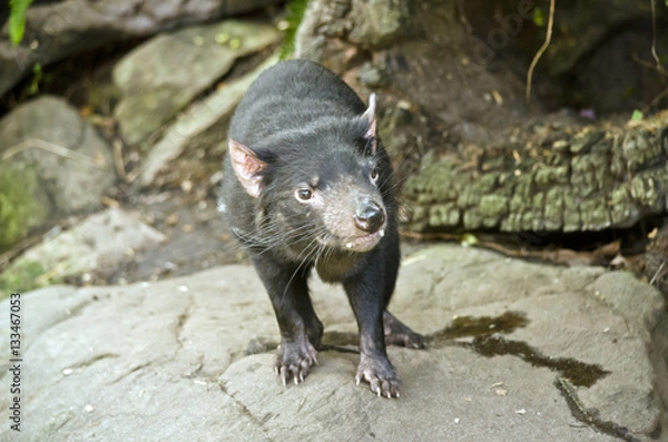 Fototapeta Tasmanian devil