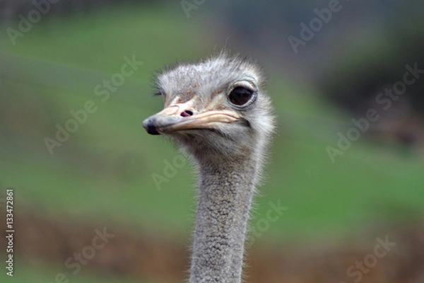Obraz Avestruz