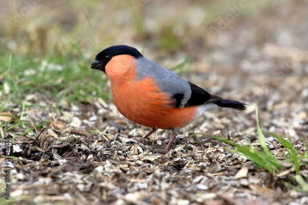 Fototapeta Gimpel Dompfaff 