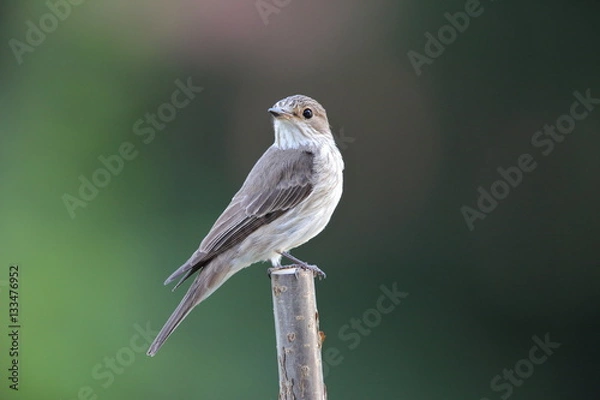 Fototapeta Grauschnäpper