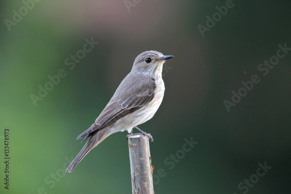 Fototapeta Grauschnäpper