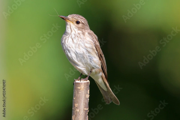 Fototapeta Grauschnäpper