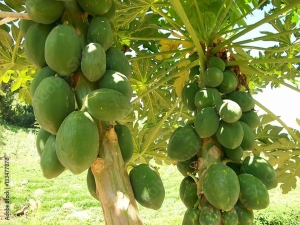 Obraz Mango tree