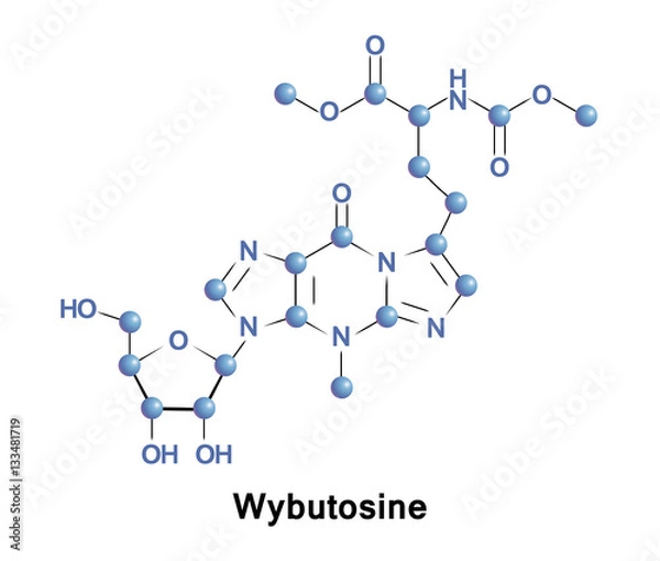 Fototapeta Wybutosine is a heavily modified nucleoside of phenylalanine transfer RNA that stabilizes interactions between the codons and anti-codons during protein synthesis.