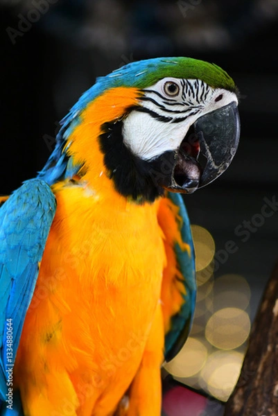 Fototapeta blue and yellow macaw
