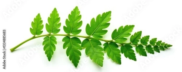 Fototapeta Fern fronds with delicate details and veins isolated on white, texture, leaves, isolated