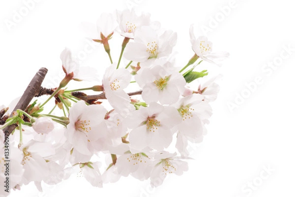 Obraz 桜のクローズアップ