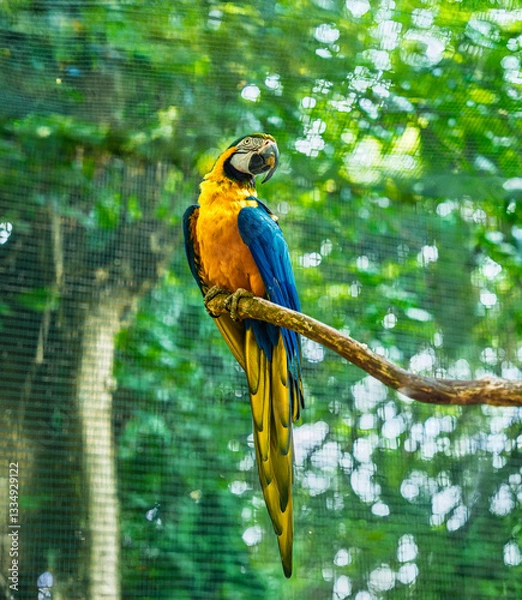Fototapeta Majestic Blue and Yellow Macaw Resting on Branch in Conservation Center