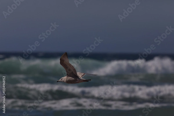 Fototapeta Flying seagull in selected focus with Pacific Ocean waves foaming in background at Oceano, California, United States