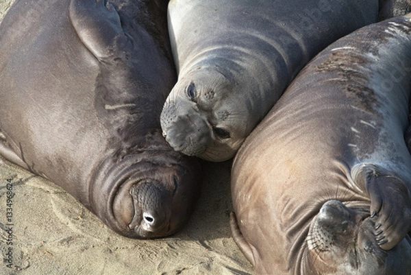 Fototapeta Young Elephant Seal Pups at Piedras Blancas, a protected colony sanctuary with public viewing in San Simeon, California