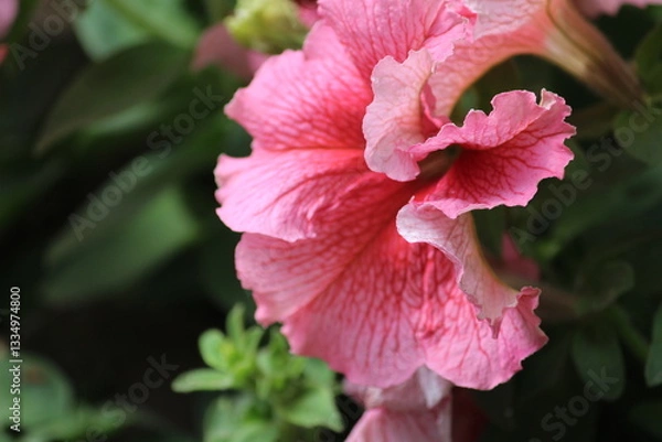 Obraz pink hibiscus flower
