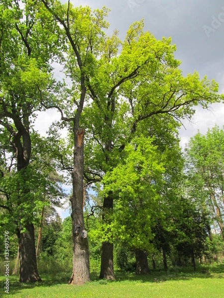 Fototapeta Colorful trees in the park