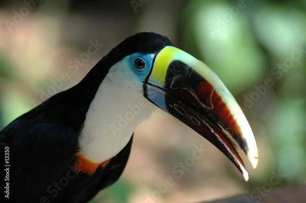 Obraz toucan