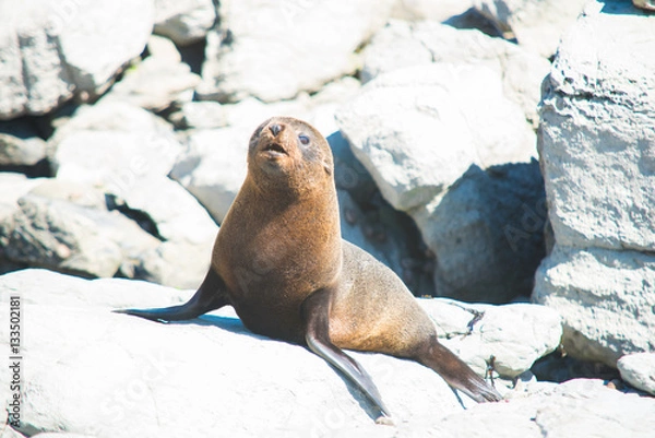 Fototapeta Happy frog