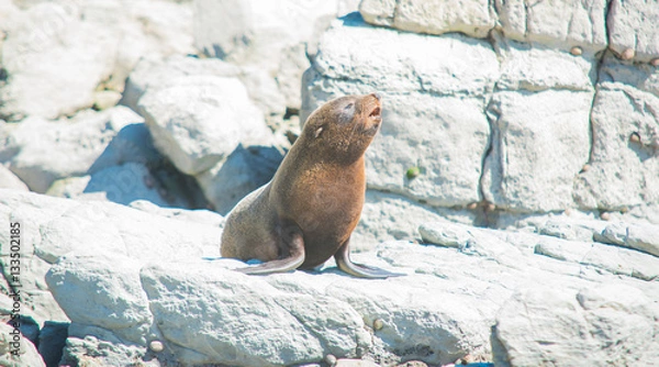 Fototapeta Happy frog