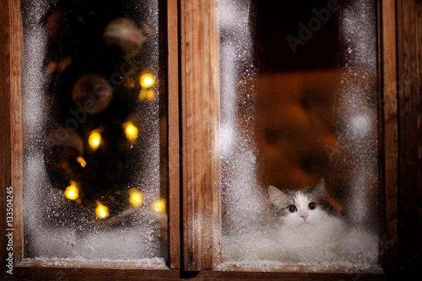 Fototapeta the cat looks at the street through the frozen winter window