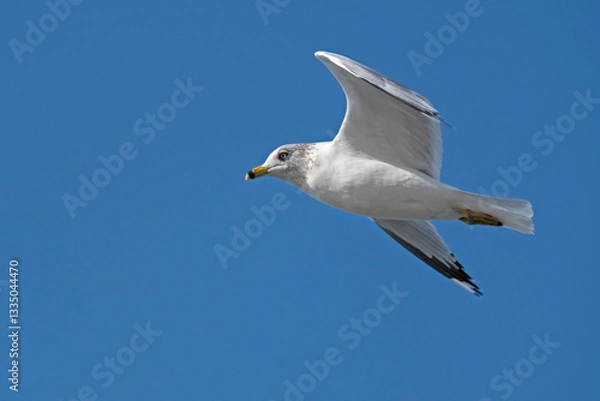 Fototapeta Ring-Billed Gull soaring in a clear blue sky.
