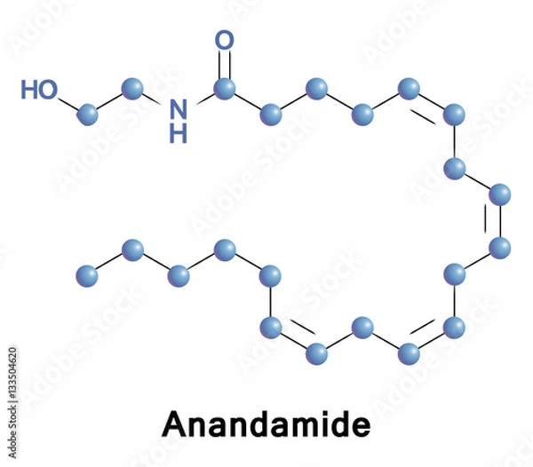 Fototapeta Anandamide, or AEA, is a fatty acid neurotransmitter derived from the non-oxidative metabolism of arachidonic acid an essential omega-6 polyunsaturated fatty acid