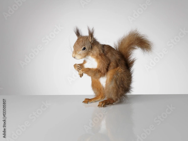 Obraz Taxidermy Red Squirrel on grey background