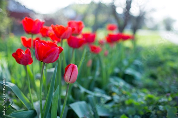 Fototapeta Red tulips on flowerbed