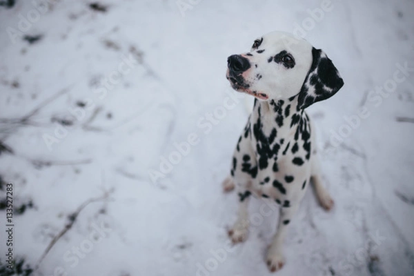 Obraz Dalmatian Dog In Snow In Winter / Dalmatiner Hund im Schnee im Winter