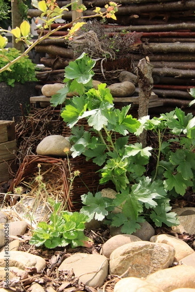 Fototapeta Igelversteck im Garten