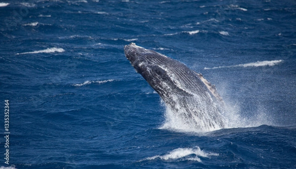 Obraz Baby humpback whale breaches high into the air on a windy day in Maui, Hawaii