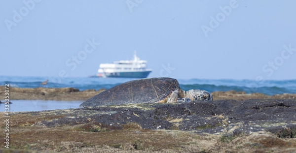 Obraz A lone sea turtle warms up on the black lava rocks of Hawaii as a cruise ship yacht sits offshore