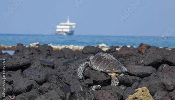 Obraz A lone sea turtle warms up on the black lava rocks of Hawaii as a cruise ship yacht sits offshore